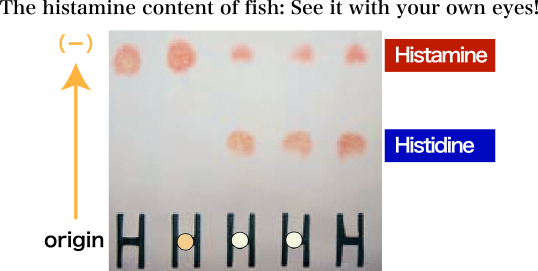 The histamine content of fish:See it with your own eyes!