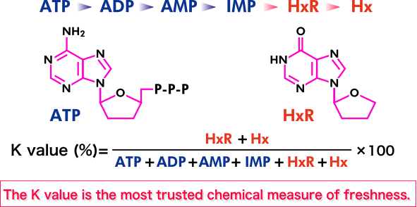 The process of breakdown of fish flesh nucleotides
