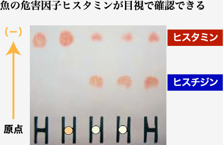 魚の危害因子ヒスタミンが目視で確認できる