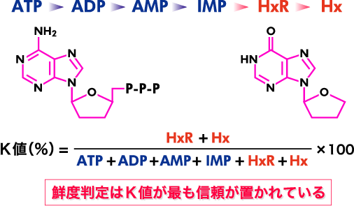 魚肉ヌクレオチドの分解経路